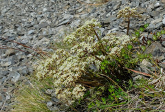 Gingidia decipiens