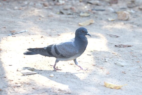 Feral Pigeon