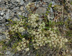 Gingidia decipiens