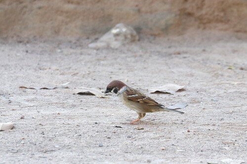 Southeast Asian Tree Sparrow