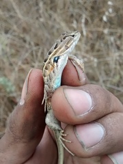 Sceloporus scalaris
