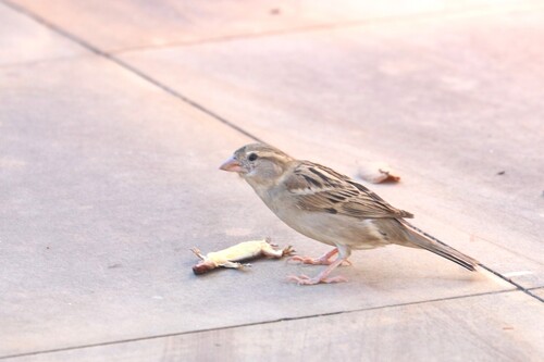 Indian House Sparrow