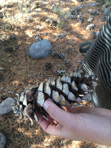 iNaturalist observation 2019-10-21