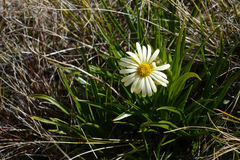 Dolichoglottis lyallii × scorzoneroides