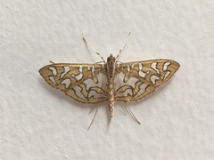 Nausinoe