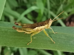 Pseudoxya