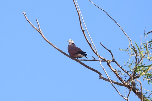 Red Collared-Dove (Eastern)