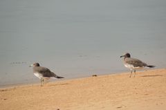 Ichthyaetus hemprichii