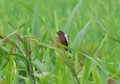 Black-billed Seed Finch (Sporophila atrirostris), photo 6