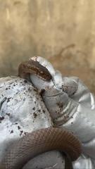 Boaedon fuliginosus