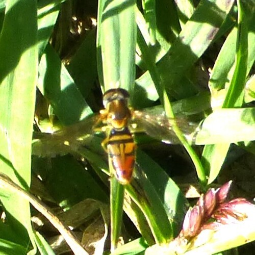 Unknown species found near Oak Cliff, Dallas, TX, USA