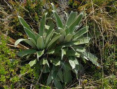 Celmisia semicordata