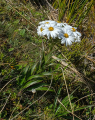 Dolichoglottis scorzoneroides