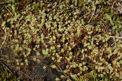Kelleria paludosa