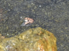 Nerita undata