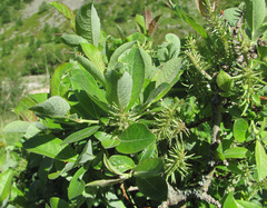 Salix pseudodepressa
