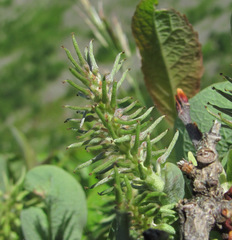 Salix pseudodepressa