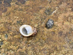 Nerita undata