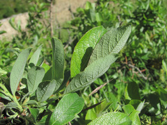 Salix pseudodepressa