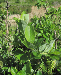 Salix pseudodepressa