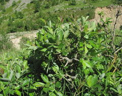 Salix pseudodepressa