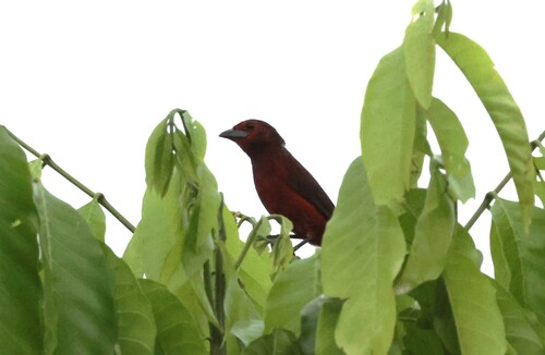 Huallaga Tanager (Ramphocelus melanogaster), photo 3