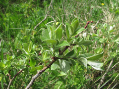 Salix pseudodepressa