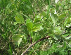 Salix pseudodepressa