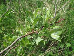 Salix pseudodepressa