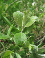 Salix pseudodepressa