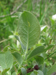 Salix pseudodepressa