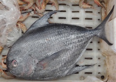 Taractichthys steindachneri