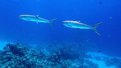 Milkfish photo 4