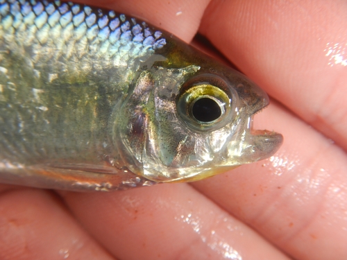 Creek tetra (Bryconamericus scleroparius) — Characidae — 5