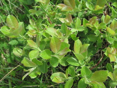 Salix pseudodepressa