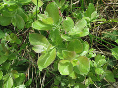 Salix pseudodepressa