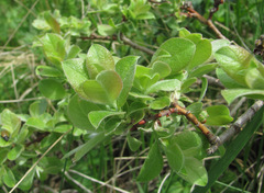 Salix pseudodepressa