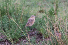 Oenanthe isabellina