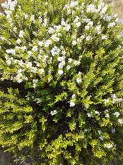 Veronica brachysiphon