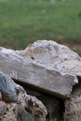 Oenanthe isabellina