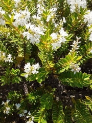 Veronica brachysiphon