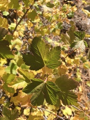 Ribes nevadense