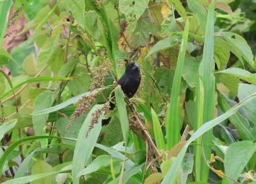 Black-billed Seed Finch (Sporophila atrirostris), photo 5