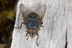 Calliphora tasmaniae