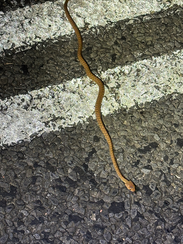 Brown Tree Snake sighting