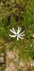 Olearia passerinoides