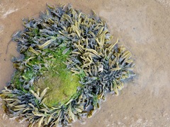 Fucus ceranoides