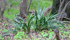 Iris foetidissima