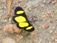 Cyllopoda jatropharia
