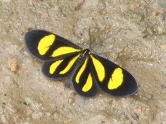 Cyllopoda claudicula